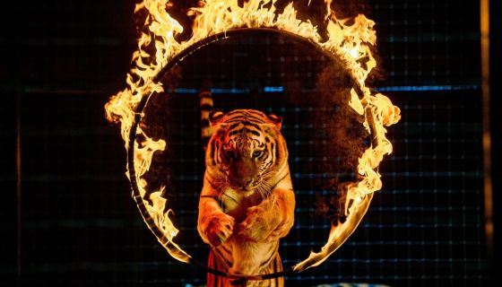 Цирк Моретти. Шоу «Снежная Королева»