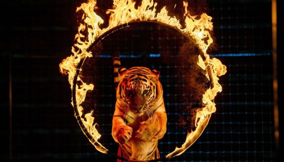 Цирк Моретти. Шоу «Однажды в сказке»