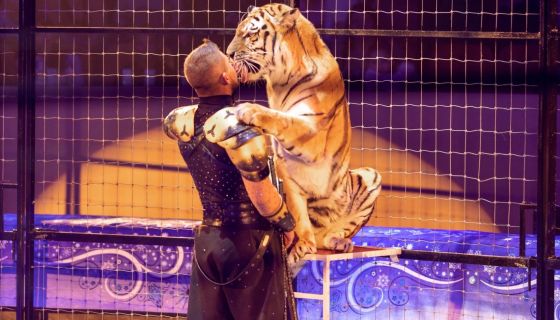 Цирк Моретти. Шоу «Однажды в сказке»